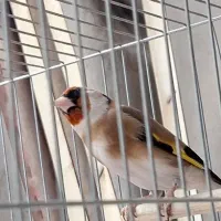 معاوضه سره نر بخون معوضه با طوطی
