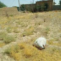 زمین-قابل-ساخت-مسکونی