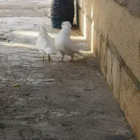 کبوتر سفید تهرونی