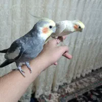 عروس هلندی