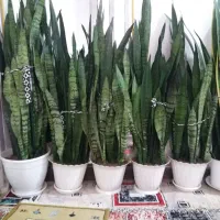 چهارعدد گل سانسوریا باپاجوش فراوان