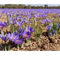 زمین-جهت-کشت-زعفرون