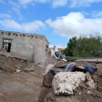 کبوتر|پرنده|مرادلو, |دیوار