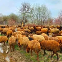 گوسفند زنده جهت قربانی وعقیقه و خونی