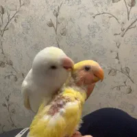 فروش چند جفت کوتوله و عروس هلندی مولد و زیر ش تخم