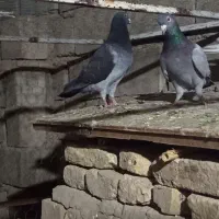 کبوتر جفت سبز وچاپی