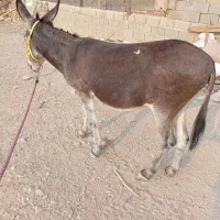 الاغ گمشده هرکسی دیدش به این شماره تماس
