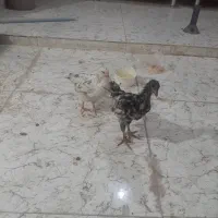 دو عدد جوجه مرغ سرحال سرحال