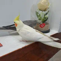 عروس هلندی