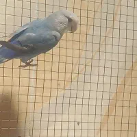 طوطی برزیلی نر