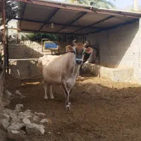 گاو جرسی