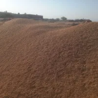 گندم بذر خوراک دام موجود کیلویی 55 تومان