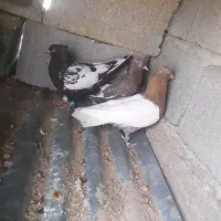 کفتر کله