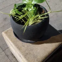 گلدون کلاسیک
