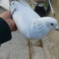 مجسمه شامی کاغذی