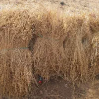 یونجه دیم درجه یک