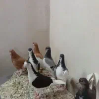 کبوتر جوجه شهری