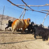 یک راس شک ورن سنجابی اصیل