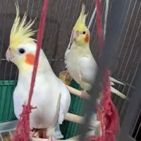 جفت عروس مولد دونسته به همراه ماده تک