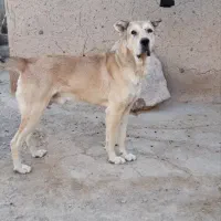پژدر ...درجه یک