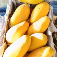 انبه درجه 1 قلم بار بصورت روزانه ارسال می‌شود