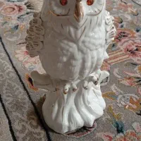 جغد