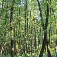 زمین-ویلای-خوش-موقیت-سعید-اباد