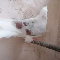 دوکت