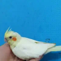 توضیحات رو بخون