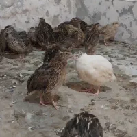 بلدرچین تخمی گوشتی