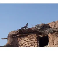 ماده
