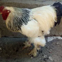 خروس امپراتور لایت