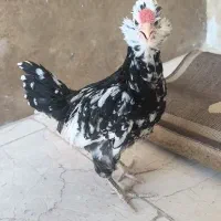 نیمچه گلین