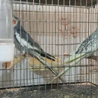عروس مولد با جوجه دستی سخنگو