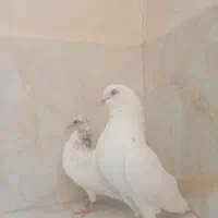 شیخ زرد وسرخ وهما سرور