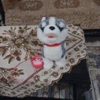 سگ هوشمند  هاسکی