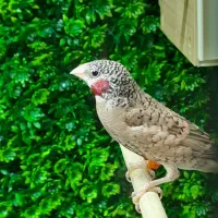 فنچ|پرنده|پاکدشت, پاکدشت (مامازند)|دیوار