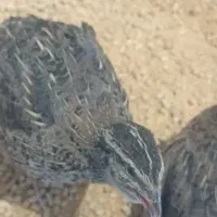 فروش بلدرچین بصورت تک وعمده