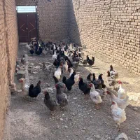مرغ آیسبار