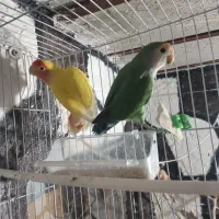 طوطی کوتوله برزیلی فنچ