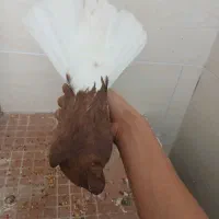 کفتر|پرنده|آباده, |دیوار
