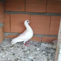 طوقی|پرنده|گنبد کاووس, |دیوار