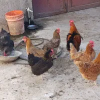 مرغ و خروس