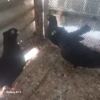 سه تا کبوتر سیاه نرو ماده با جوجه بزرگ