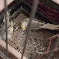 عروس هلندی ومرغ عشق