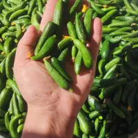 فروش خیار سبز