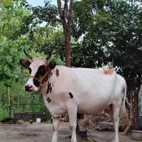 گاو ماده و حامله