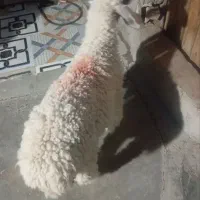 بره ماده