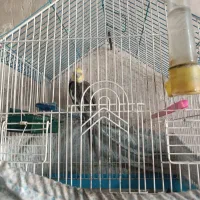 عروس هلندی