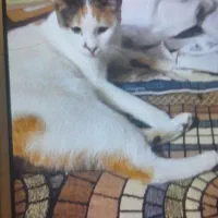 گربه گمشده